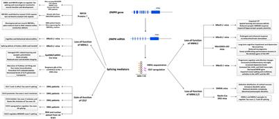 Brain Pathogenesis and Potential Therapeutic Strategies in Myotonic Dystrophy Type 1